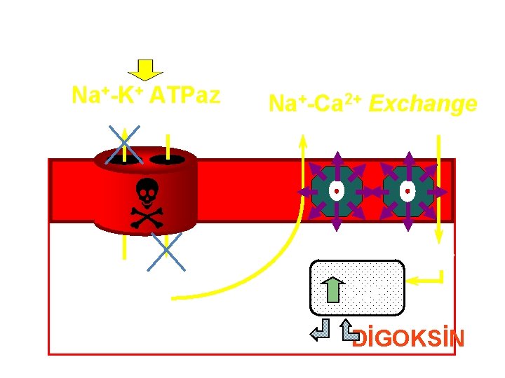 DİGOKSİN Na+-K+ ATPaz K+ Na+-Ca 2+ Exchange Na+ Ca 2+ DİGOKSİN DİGOKSİN Na+-K+ ATPaz K+ Na+-Ca 2+ Exchange Na+ Ca 2+ DİGOKSİN
