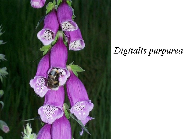 Digitalis purpurea 