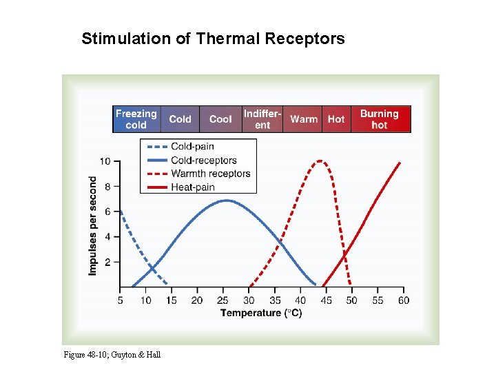 Stimulation of Thermal Receptors Figure 48 -10; Guyton & Hall 