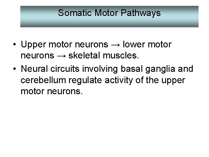 Somatic Motor Pathways • Upper motor neurons → lower motor neurons → skeletal muscles.