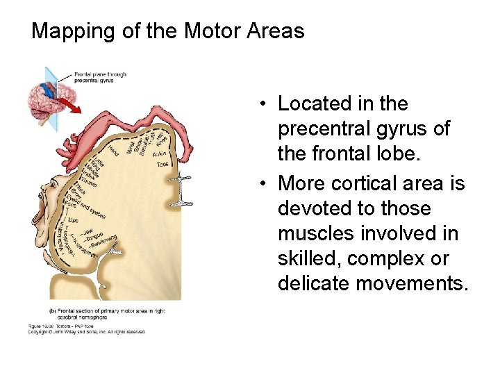 Mapping of the Motor Areas • Located in the precentral gyrus of the frontal