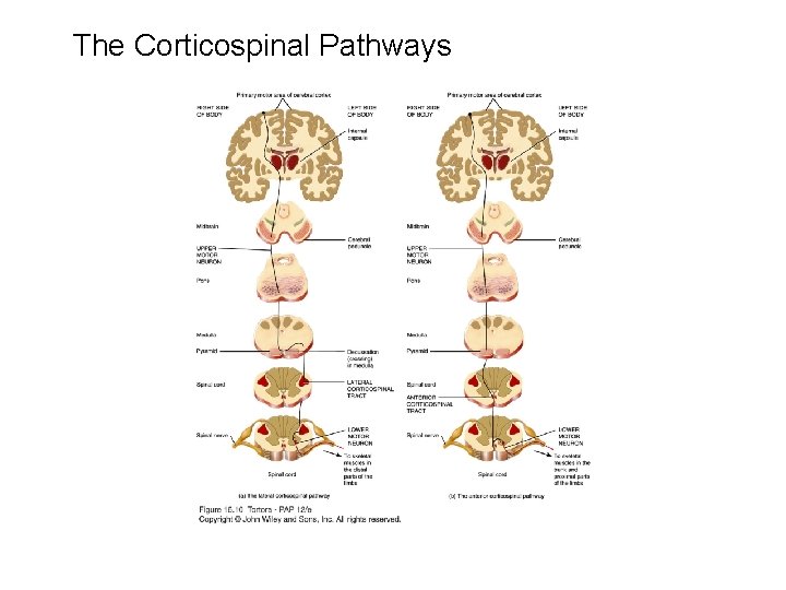 The Corticospinal Pathways 