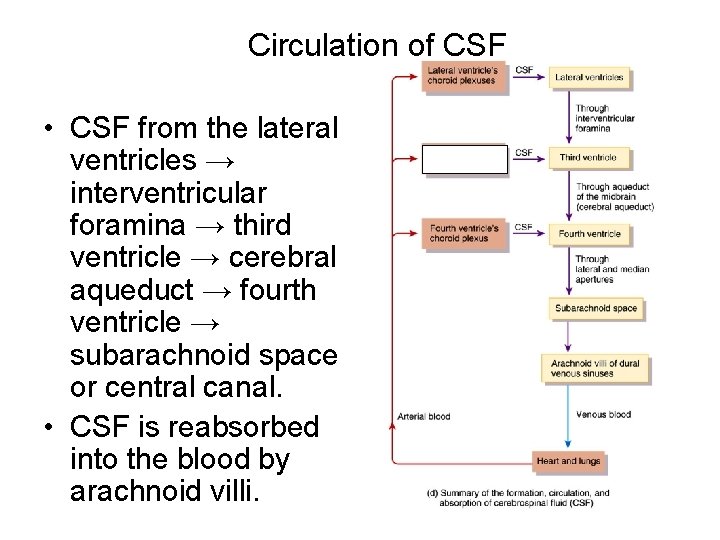 Circulation of CSF • CSF from the lateral ventricles → interventricular foramina → third