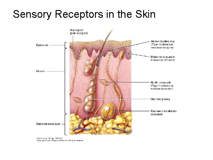 Sensory Receptors in the Skin 