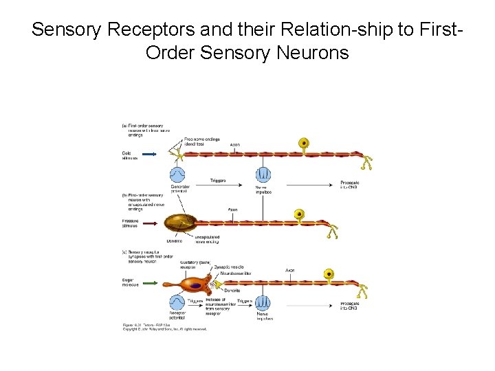 Sensory Receptors and their Relation-ship to First. Order Sensory Neurons 
