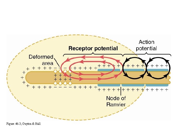 Receptor Excitation Figure 46 -3; Guyton & Hall 