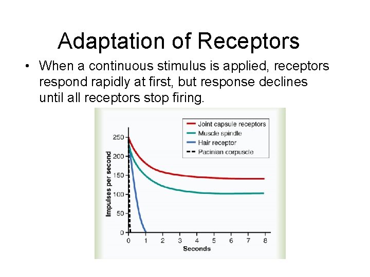 Adaptation of Receptors • When a continuous stimulus is applied, receptors respond rapidly at