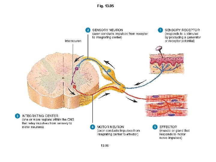 Fig. 13. 05 