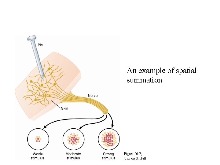 Signal Intensity An example of spatial summation Figure 46 -7; Guyton & Hall 