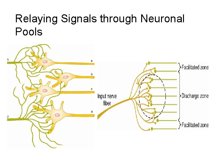 Relaying Signals through Neuronal Pools 