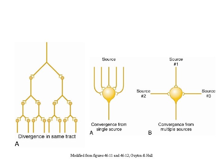 Neuronal Pools Modified from figures 46 -11 and 46 -12; Guyton & Hall 