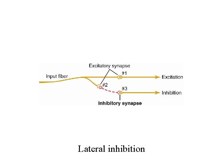 Neuronal Pools Lateral inhibition 