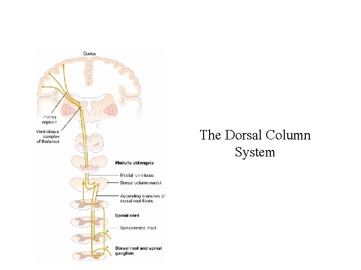 The Dorsal Column System 