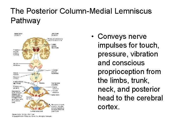 The Posterior Column-Medial Lemniscus Pathway • Conveys nerve impulses for touch, pressure, vibration and