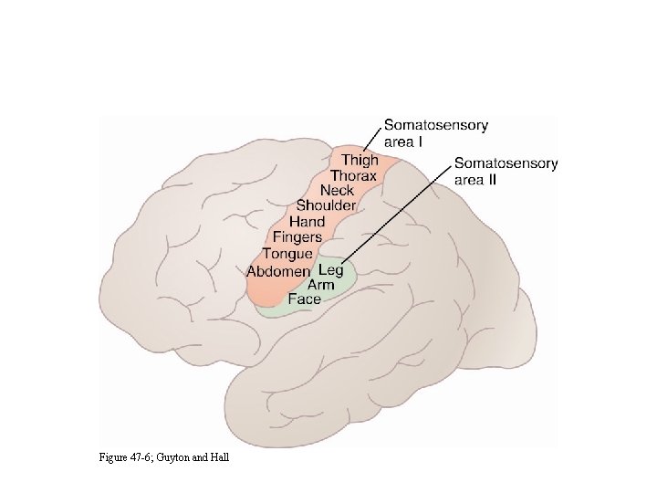 The Somatosensory Cortex Figure 47 -6; Guyton and Hall 