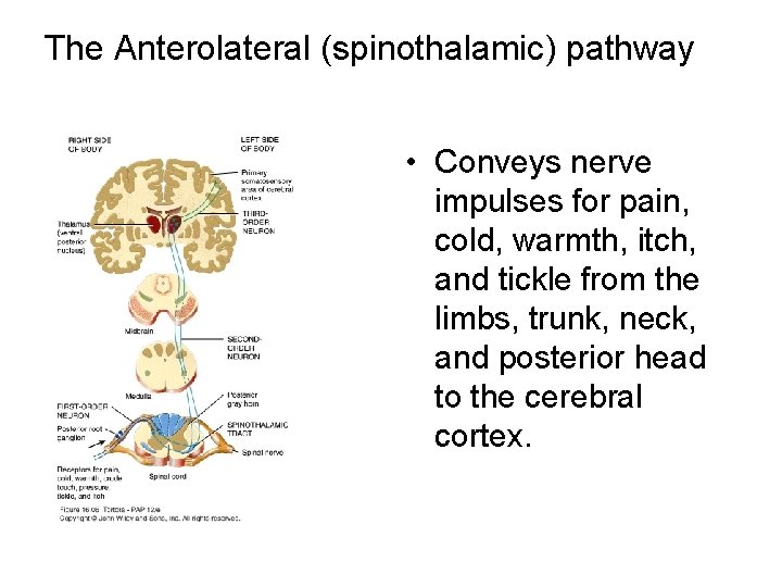 The Anterolateral (spinothalamic) pathway • Conveys nerve impulses for pain, cold, warmth, itch, and