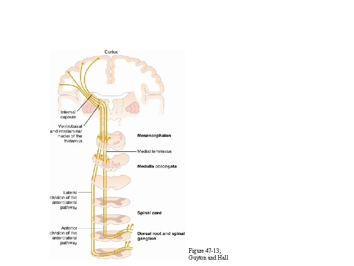 Figure 47 -13; Guyton and Hall 