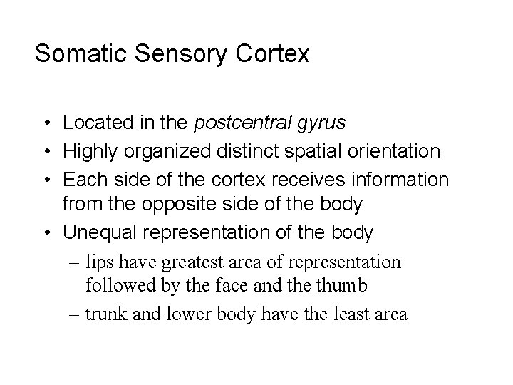 Somatic Sensory Cortex • Located in the postcentral gyrus • Highly organized distinct spatial