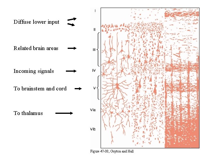Diffuse lower input Related brain areas Incoming signals To brainstem and cord To thalamus