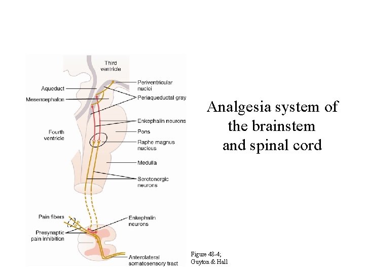 Analgesia system of the brainstem and spinal cord Figure 48 -4; Guyton & Hall