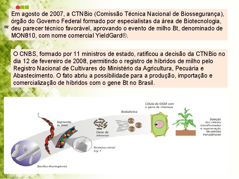 Em agosto de 2007, a CTNBio (Comissão Técnica Nacional de Biossegurança), órgão do Governo
