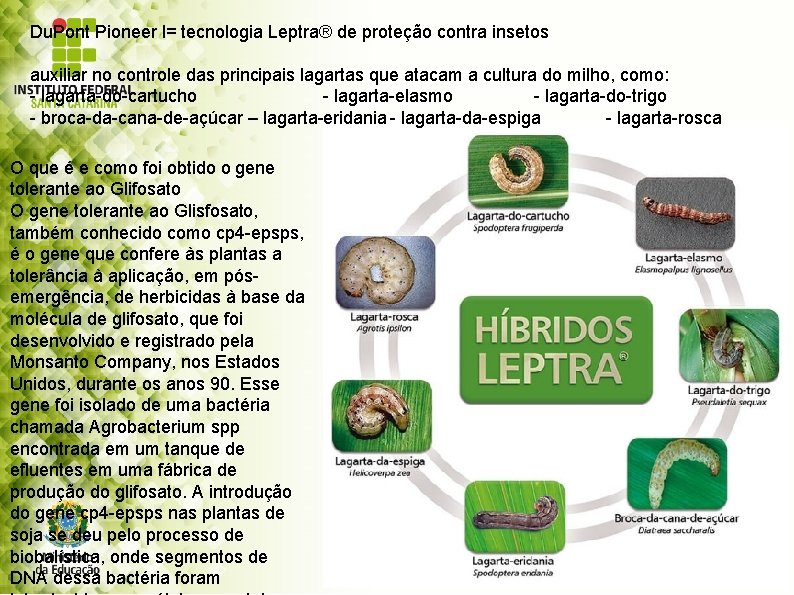 Du. Pont Pioneer l= tecnologia Leptra® de proteção contra insetos auxiliar no controle das