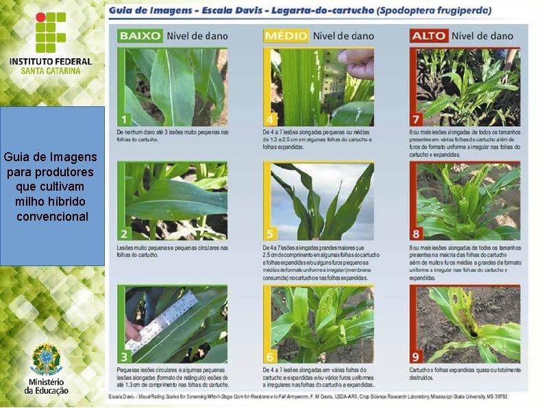 Guia de Imagens para produtores que cultivam milho híbrido convencional 