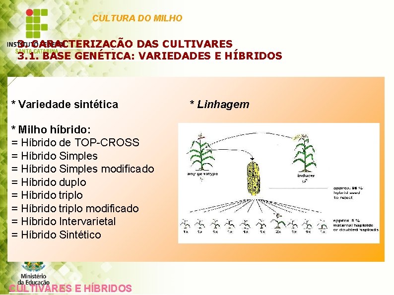 CULTURA DO MILHO 3. CARACTERIZAÇÃO DAS CULTIVARES 3. 1. BASE GENÉTICA: VARIEDADES E HÍBRIDOS