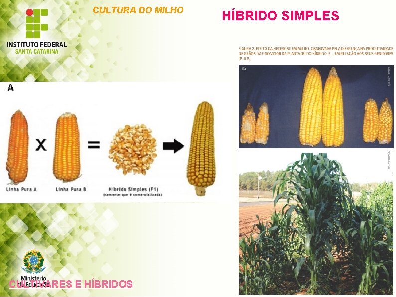 CULTURA DO MILHO CULTIVARES E HÍBRIDOS HÍBRIDO SIMPLES 
