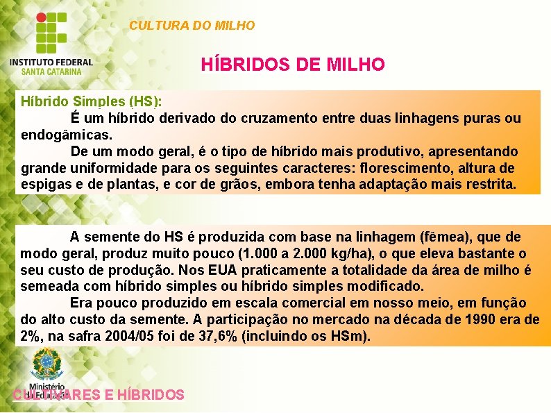 CULTURA DO MILHO HÍBRIDOS DE MILHO Híbrido Simples (HS): É um híbrido derivado do
