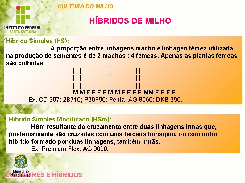 CULTURA DO MILHO HÍBRIDOS DE MILHO Híbrido Simples (HS): A proporção entre linhagens macho