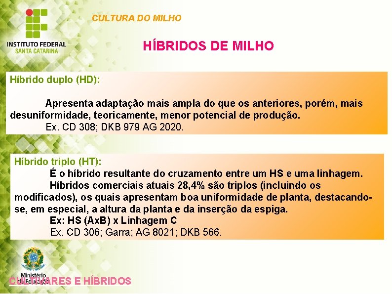 CULTURA DO MILHO HÍBRIDOS DE MILHO Híbrido duplo (HD): Apresenta adaptação mais ampla do
