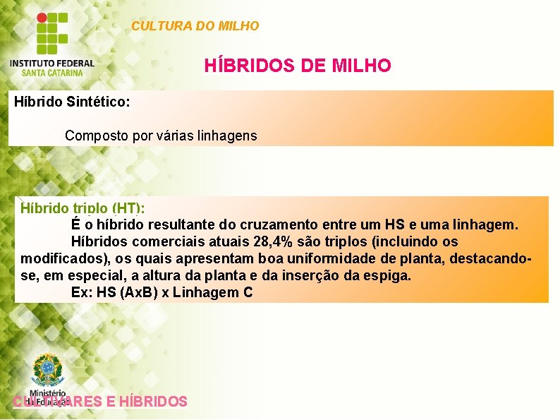 CULTURA DO MILHO HÍBRIDOS DE MILHO Híbrido Sintético: Composto por várias linhagens Híbrido triplo