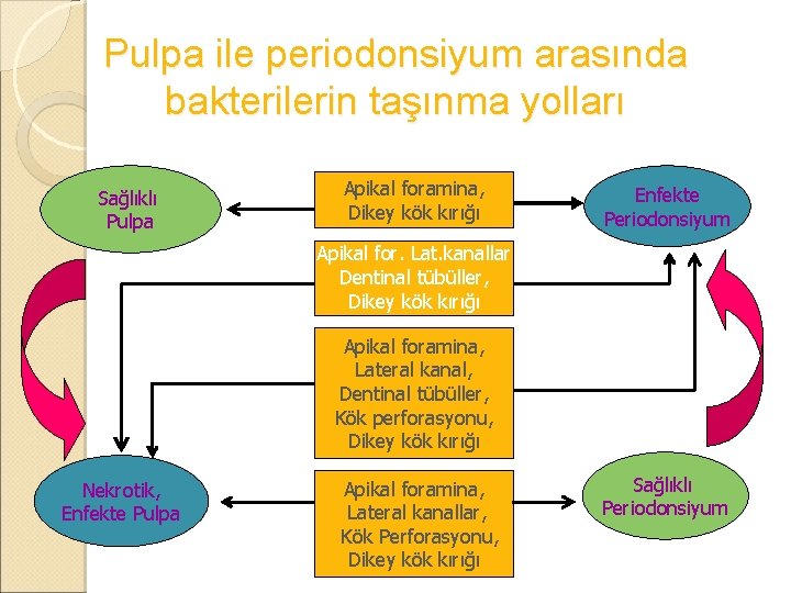Pulpa ile periodonsiyum arasında bakterilerin taşınma yolları Sağlıklı Pulpa Apikal foramina, Dikey kök kırığı