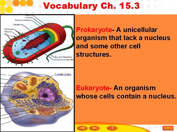 Vocabulary Ch. 15. 3 Prokaryote- A unicellular organism that lack a nucleus and some