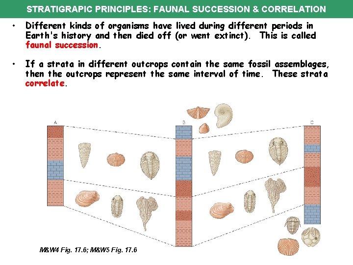 STRATIGRAPIC PRINCIPLES: FAUNAL SUCCESSION & CORRELATION • Different kinds of organisms have lived during