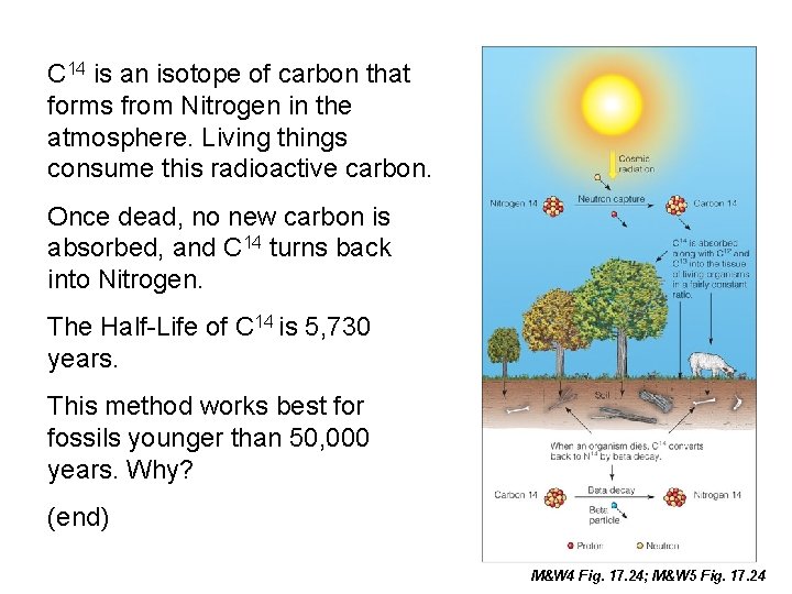 C 14 is an isotope of carbon that forms from Nitrogen in the atmosphere.