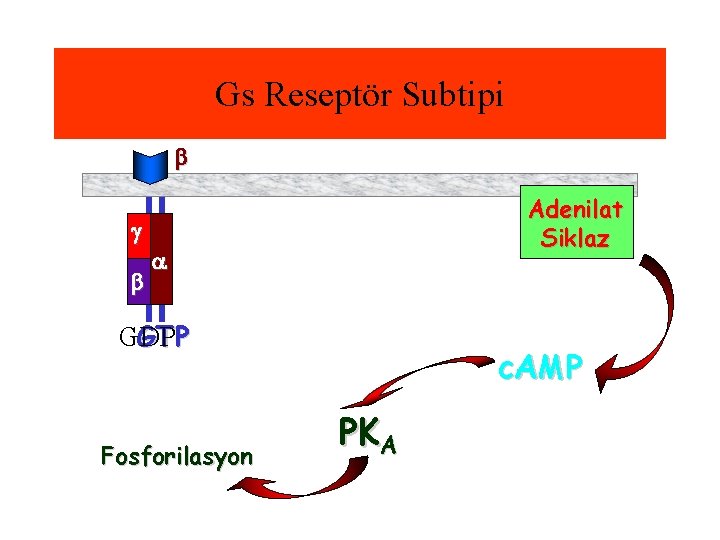 Gs Reseptör Subtipi Adenilat Siklaz GTP GDP Fosforilasyon c. AMP PKA 