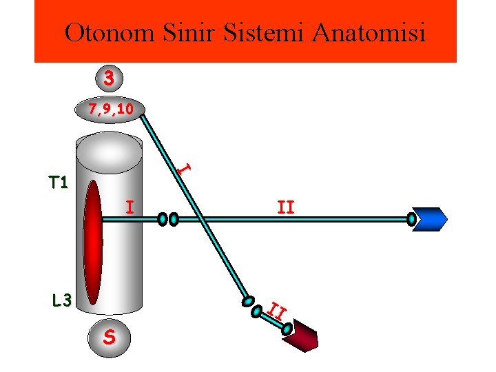 Otonom Sinir Sistemi Anatomisi 3 7, 9, 10 I I L 3 S II