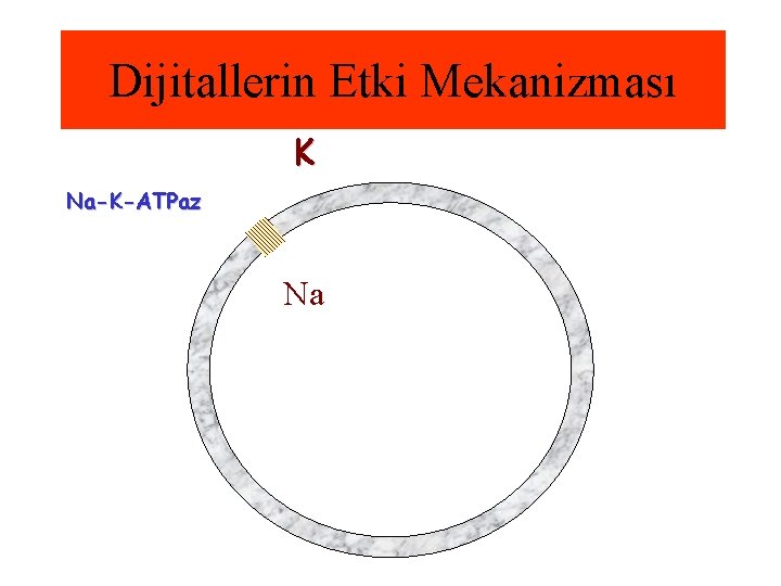 Dijitallerin Etki Mekanizması K Na-K-ATPaz Na 