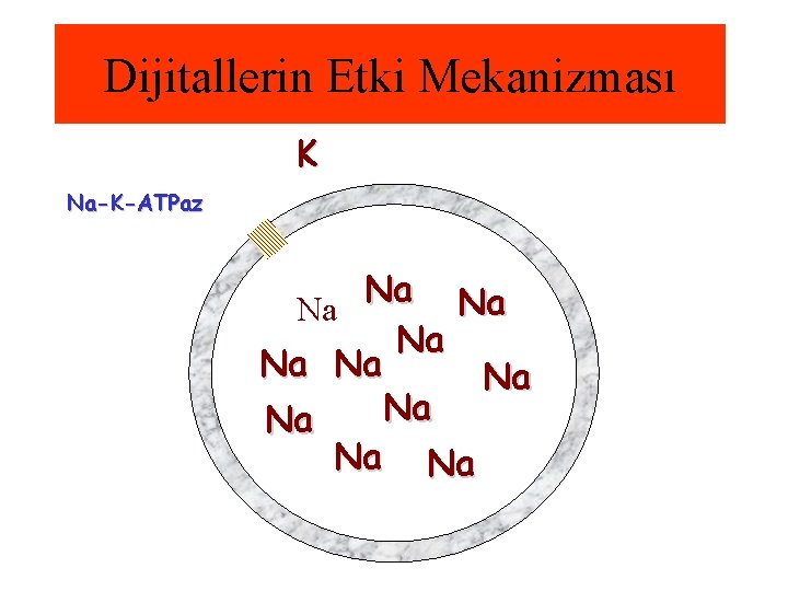 Dijitallerin Etki Mekanizması K Na-K-ATPaz Na Na Na 