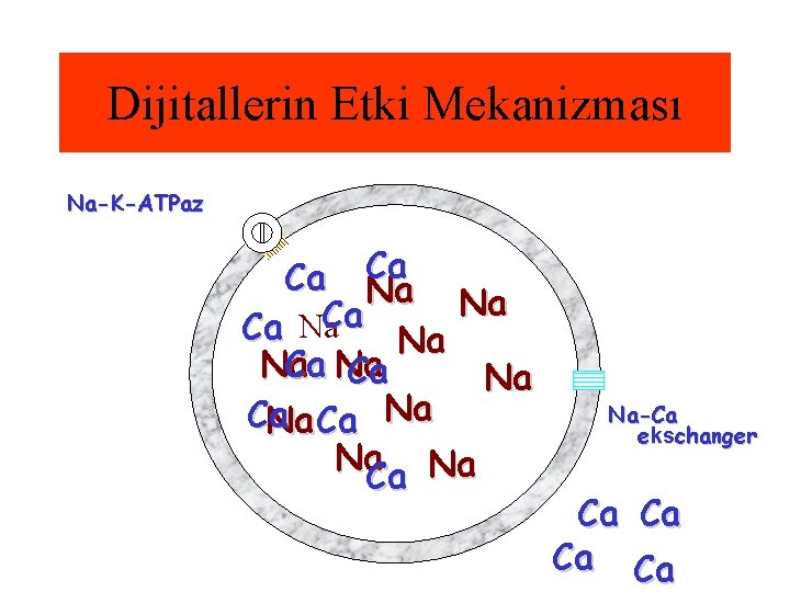 Dijitallerin Etki Mekanizması Na-K-ATPaz Ca Ca Na Na Ca Na Na Na Ca Na-Ca