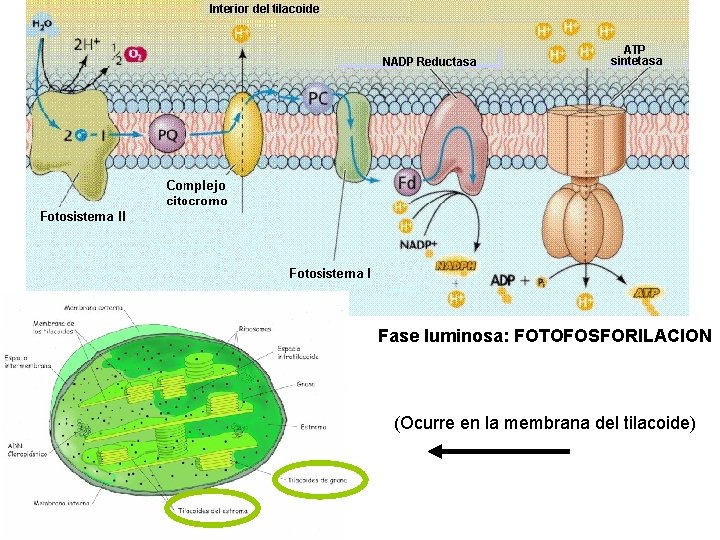 Fase luminosa: FOTOFOSFORILACION (Ocurre en la membrana del tilacoide) 