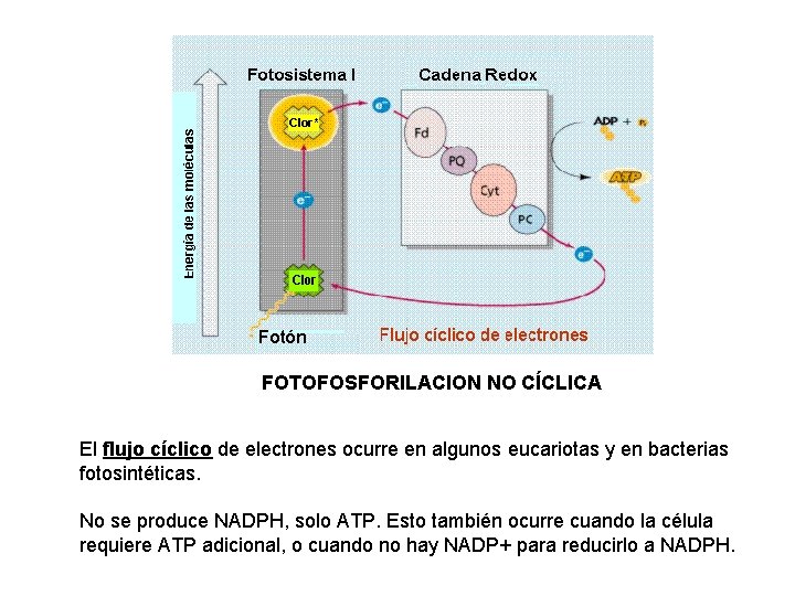 FOTOFOSFORILACION NO CÍCLICA El flujo cíclico de electrones ocurre en algunos eucariotas y en