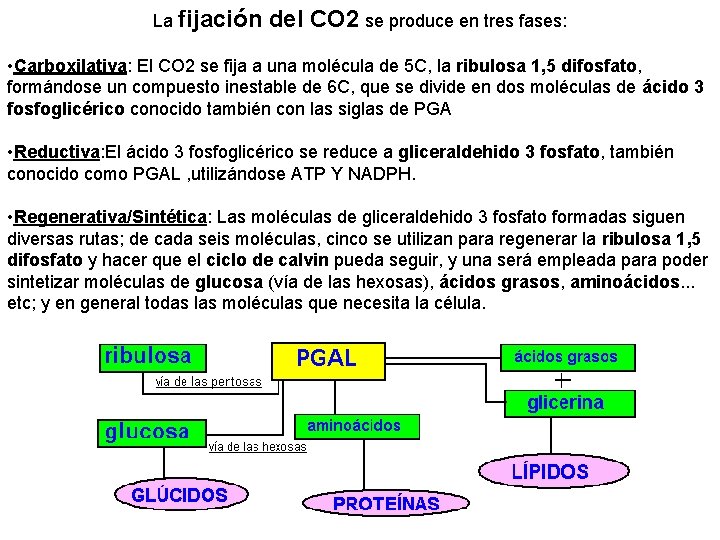 La fijación del CO 2 se produce en tres fases: • Carboxilativa: El CO