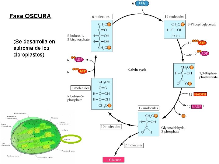 Fase OSCURA (Se desarrolla en estroma de los cloroplastos) 