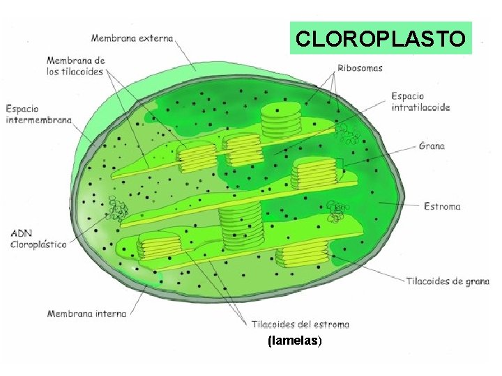 CLOROPLASTO (lamelas) 