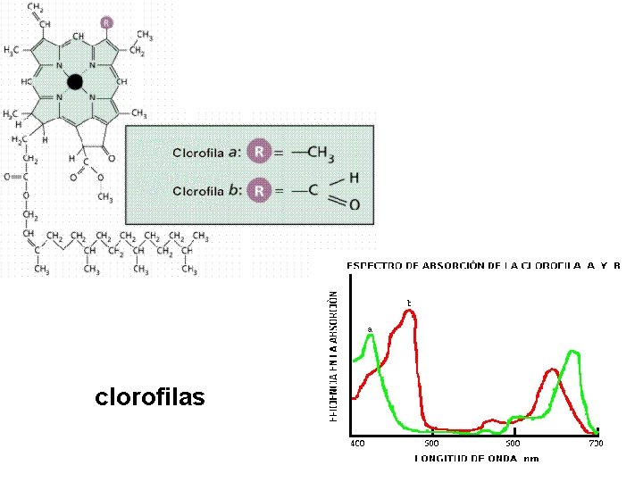 clorofilas 