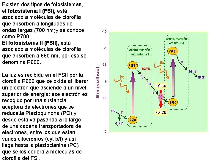 Existen dos tipos de fotosistemas, el fotosistema I (FSI), está asociado a moléculas de