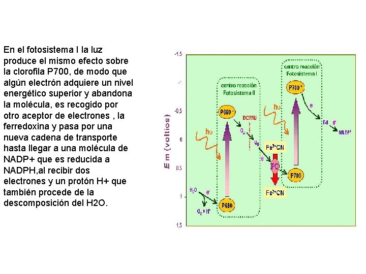 En el fotosistema I la luz produce el mismo efecto sobre la clorofila P